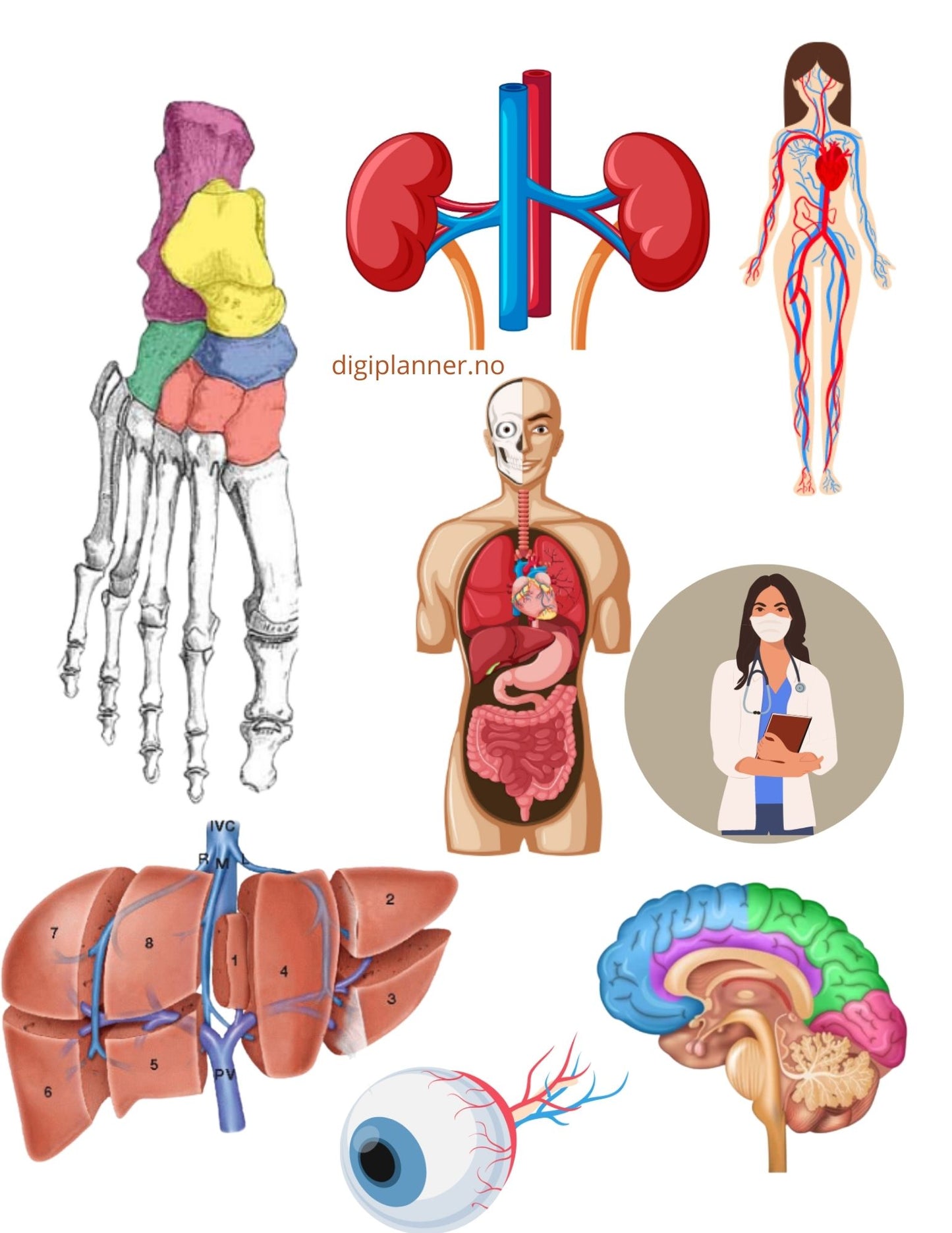 Digital Stickers - BIO + 224 digitale klistremerker!